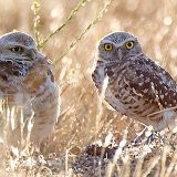 12SB6691  Burrowing Owls
